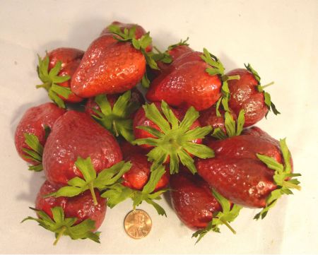 Bag 24 Jumbo Strawberries